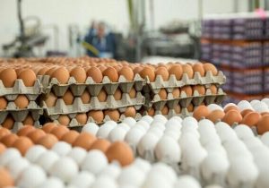  تخم‌مرغ دانه‌ای ۳۵۰۰ تومان