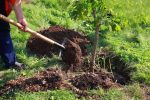 رکورد جهانی کاشت همزمان ۱۰۰ هزار درخت توسط ایران شکسته شد