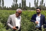 ۲۴۸ میلیون و ۶۰۰ هزار نهال در کشور تولید شد