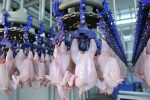 تزریق ۶۰۰ میلیون دلار به اقتصاد کشور فقط با صادرات مرغ