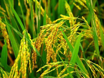 خوشه دهی ۷۵ درصد از اراضی شالیزاری گیلان