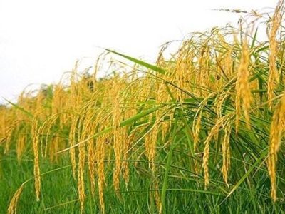 آغاز پرورش راتون در ۷۵ هزار هکتار از مزارع گیلان