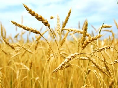 پرداخت ۸۰ درصد پول گندمکاران/ خرید تضمینی به حدود ۱۲ میلیون تن رسید