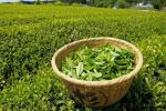 چای ایرانی، الگوی موفق صادرات غیرنفتی؛ ۱۵ میلیون دلار درآمد