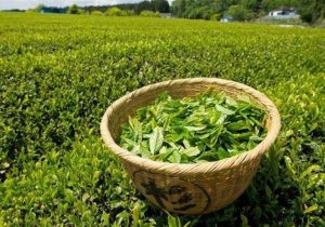 چای ایرانی، الگوی موفق صادرات غیرنفتی؛ ۱۵ میلیون دلار درآمد