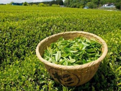 چای ایرانی، الگوی موفق صادرات غیرنفتی؛ ۱۵ میلیون دلار درآمد