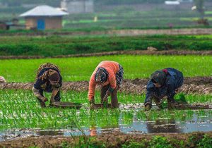 اجرای طرح جهش تولید برنج در ۱۰۰۰ هکتار از شالیزارهای گیلان