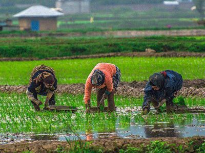 اجرای طرح جهش تولید برنج در ۱۰۰۰ هکتار از شالیزارهای گیلان