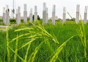 شناسایی ۳۶ هکتار تغییر کاربری غیرمجاز زمینهای کشاورزی و باغی در گیلان