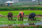 کشت برنج فقط در ۲ استان گیلان و مازندران مجاز است