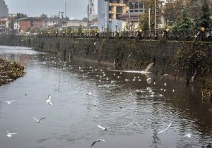 بیش از ۶ کیلومتر از رودخانه زرجوب رشت پاکسازی می شود
