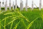 کاهش تغییر کاربری اراضی کشاورزی گیلان با واقعی تر شدن قیمت برنج