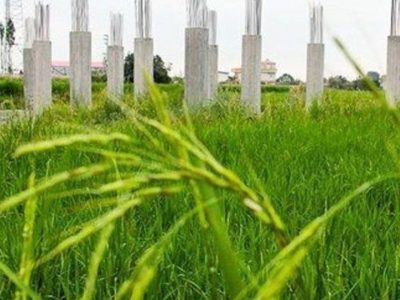 کاهش تغییر کاربری اراضی کشاورزی گیلان با واقعی تر شدن قیمت برنج