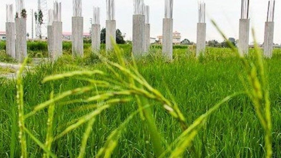 کاهش تغییر کاربری اراضی کشاورزی گیلان با واقعی تر شدن قیمت برنج