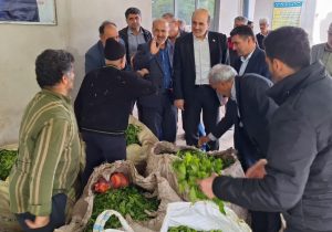 تأمین ۲۲ درصد چای کشور در لاهیجان