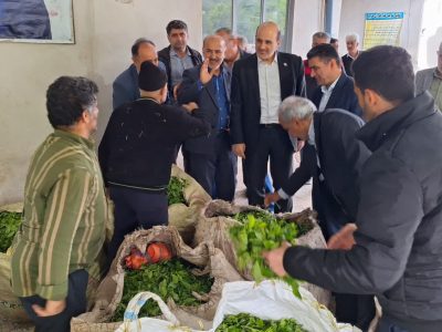 تأمین ۲۲ درصد چای کشور در لاهیجان